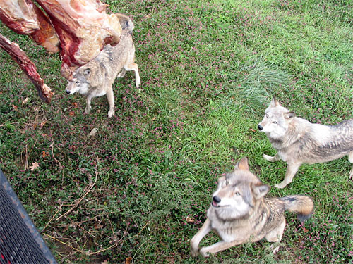 Three wolves look at food
