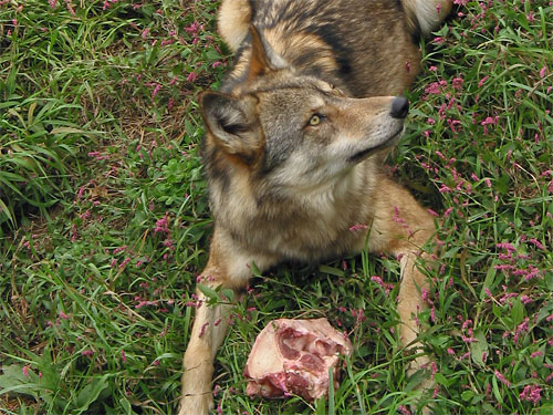 Wolf sites with food