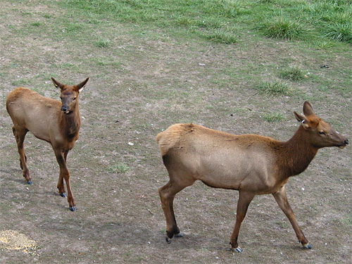 Two deers walk