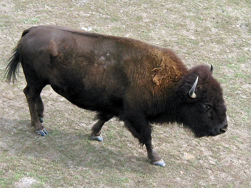 Bison walking