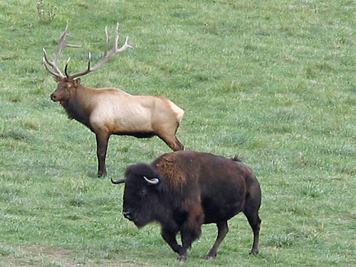 Elk and bison in field