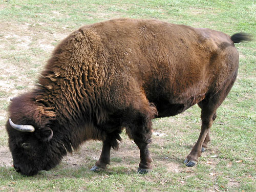 Bison grazes on grass