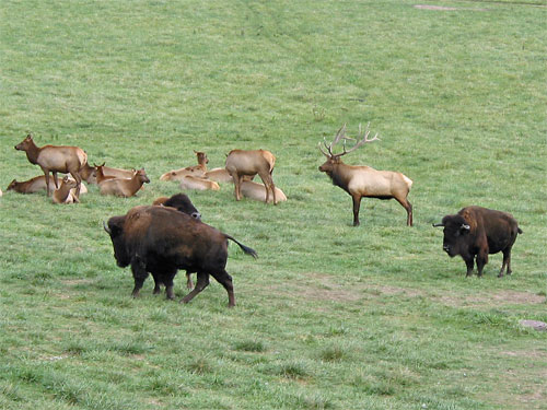 Several deer and bison in field