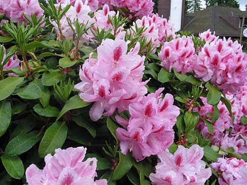 Rhododendron Plant