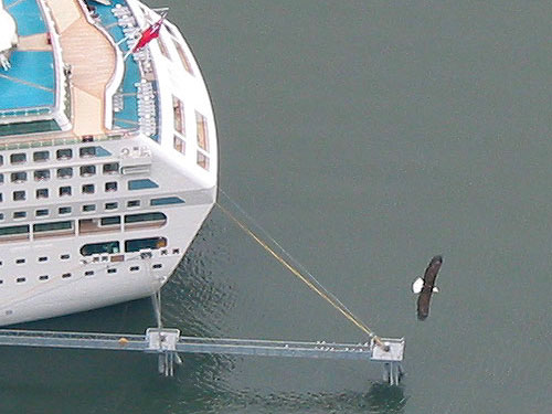 Eagle soars above ship