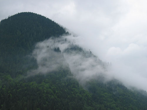 Morning fog over trees