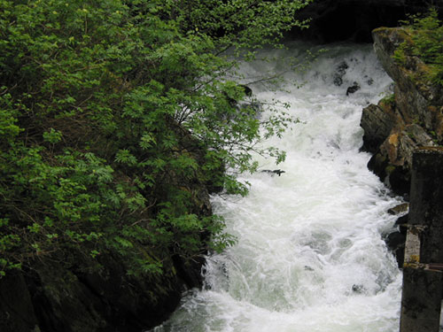 Creek flowing fast causing a rapid