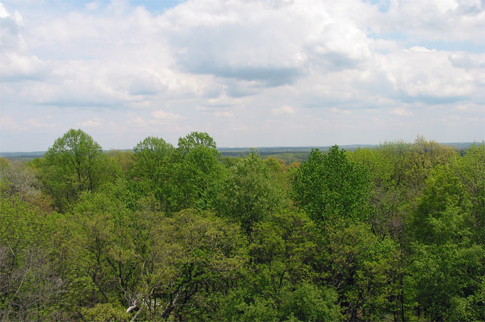 Trees in Brown County State Park