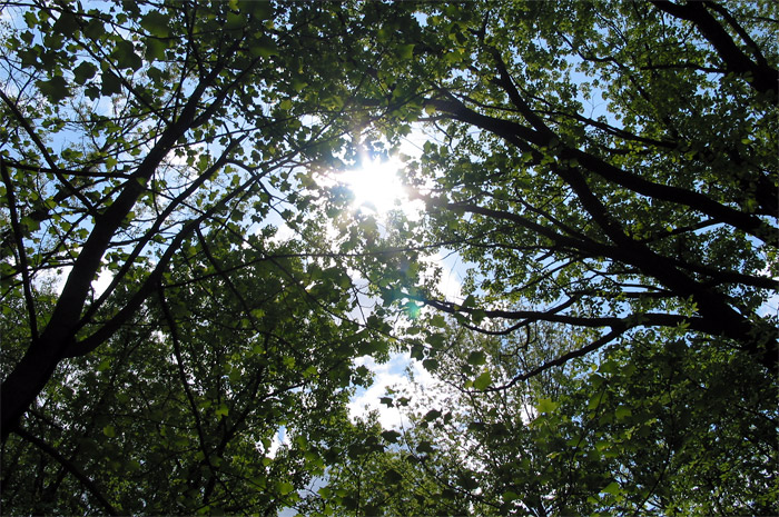 View into trees in Brown County State Park