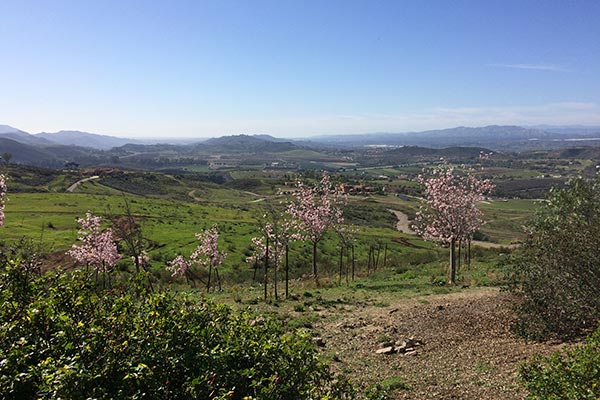 Trees in bloom with valley beyond