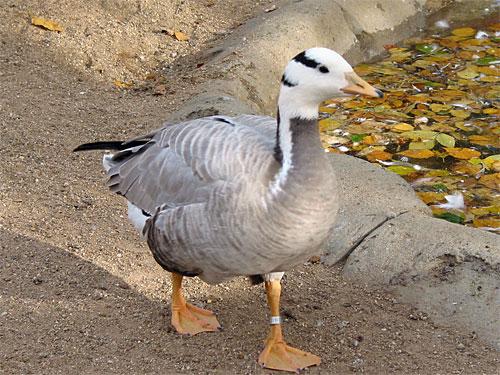 Duck walking at Brookfield Zoo