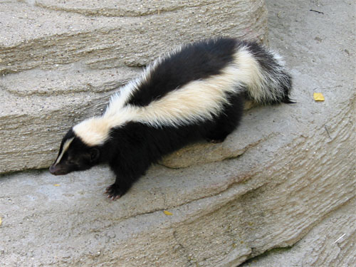 Skunk walking around at Brookfield Zoo