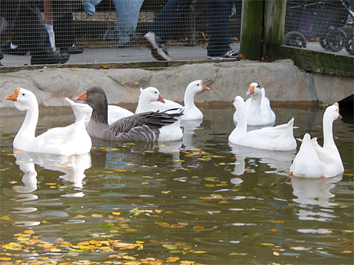 Birds swimming at Brookfield Zoo