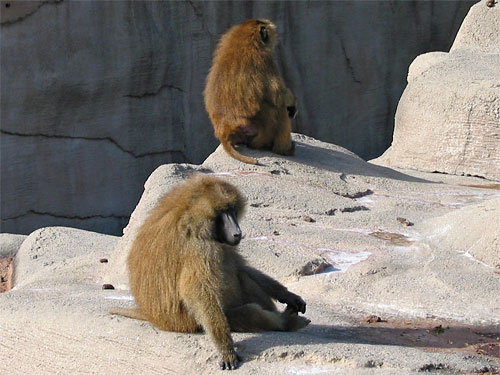 Monkey sitting in exhibit at Brookfield Zoo