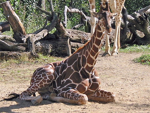 Baby giraffe sits in ground at Brookfield Zoo