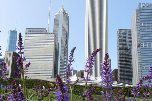 Flowers at Millennium Park