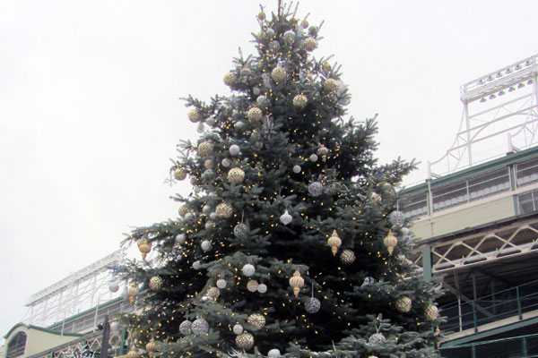 Top of Wrigley Field Tree