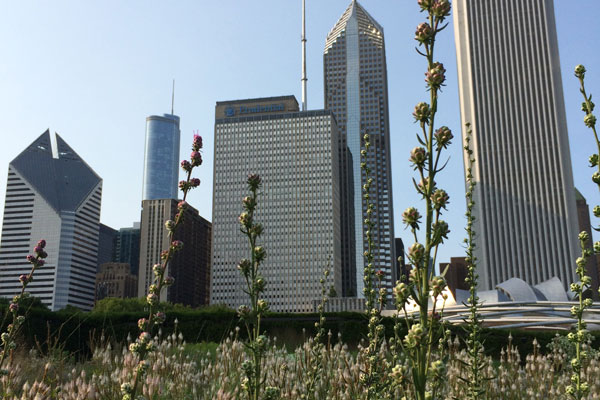 Perenial garden at Millennium Park