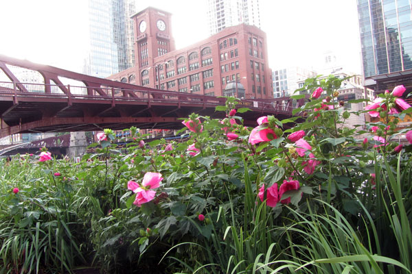 Flowers blooming along Riverwalk