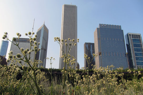 Wildflowers at Millennium Park