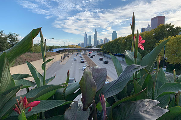 Road passes under bridge with flowers showing