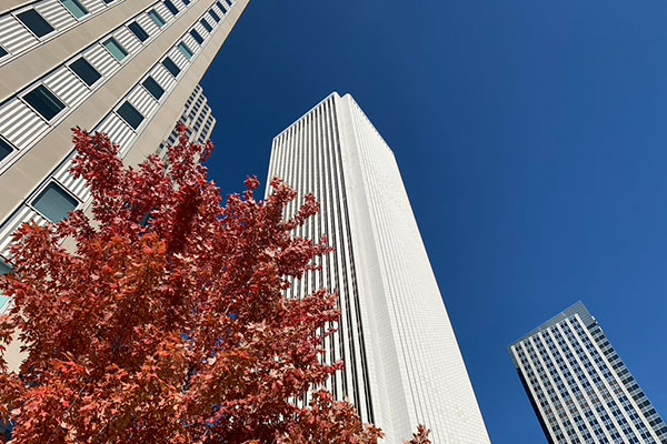 Trees growing alongside buildings