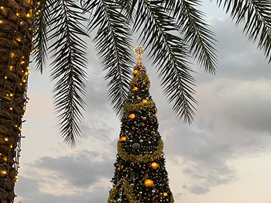 Christmas tree and palm tree