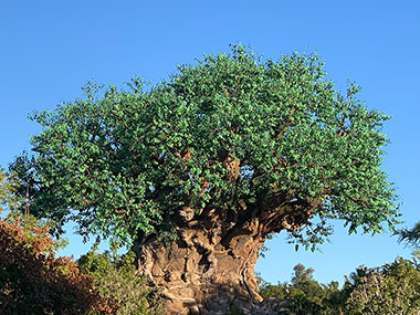 Tree of Life with bright blue sky