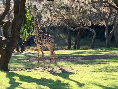 giraffe