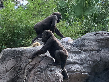 gorillas