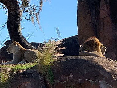 Lions at Animal Kingdom