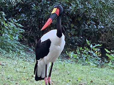 Large bird at Animal Kingdom