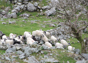 Ring of Kerry - June 24, 2014