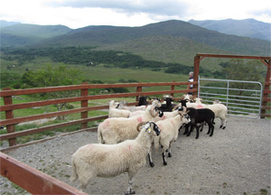 Ring of Kerry - June 24, 2014