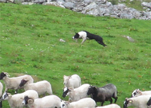 Ring of Kerry - June 24, 2014