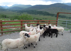 Ring of Kerry - June 24, 2014