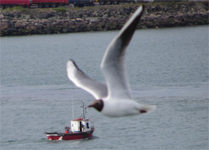 Ireland to Wales - June 26, 2014