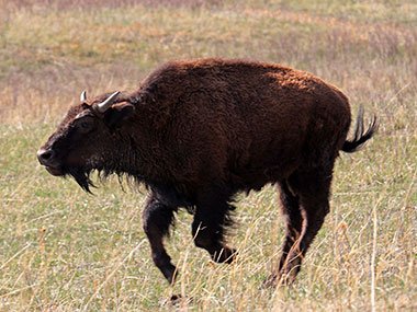 Bison running