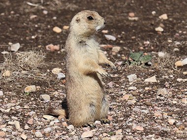 Prairie dog looks into the distance