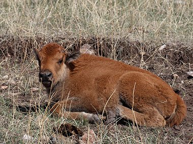 Bison calf