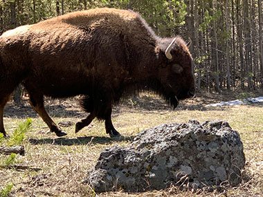 Bison walking in Yellowstone National Park