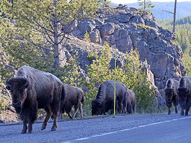 Yellowstone National Park bison on edge of road