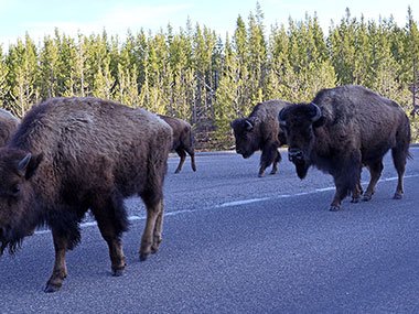 Yellowstone National Park bison herd head down road