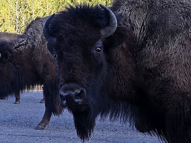 Yellowstone National Park bison looks straight at camera