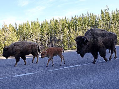 Baby and two adult bisons at Yellowstone National Park