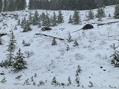 Yellowstone National Park after snowfall