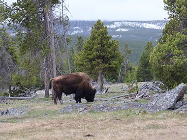 Bison in field
