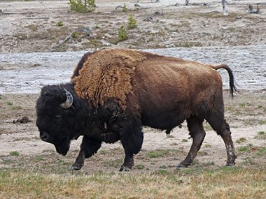 Yellowstone National Park bison walks in field