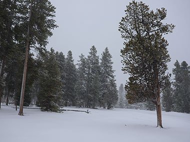 Trees in field as it snows