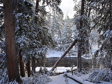 Stream beyond snow covered fallen tree leaning on other trees